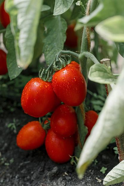 Семена посевные Томат «Регби F1» ОПТ фото 2