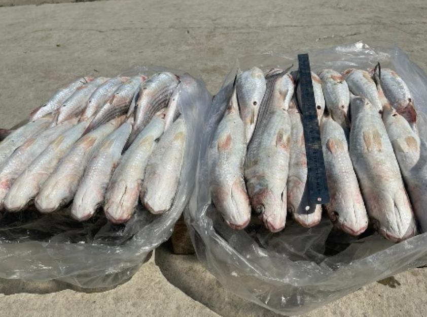 Кефаль каспийская 550 г ОПТ фото 2