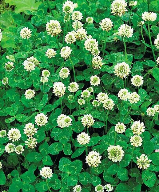 Белый клевер ползучий ОПТ фото 1