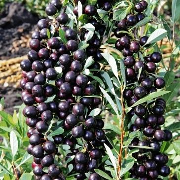 Саженцы плодовых культур «Вишня Бессея» фото 1