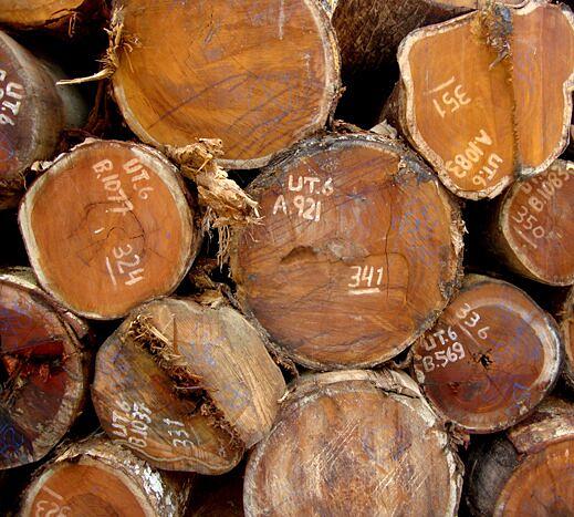 Услуга по камерной сушке пиломатериала фото 5