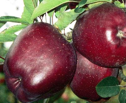 Саженец «Яблоня М-9» фото 2