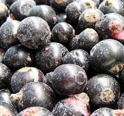 Чёрная смородина опт фото 1