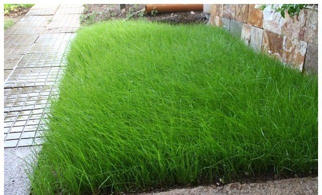 Трава газонная «Райграс однолетний» ОПТ фото 1