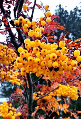 Саженцы декоративных деревьев - Рябина Желтая Опт фото 1