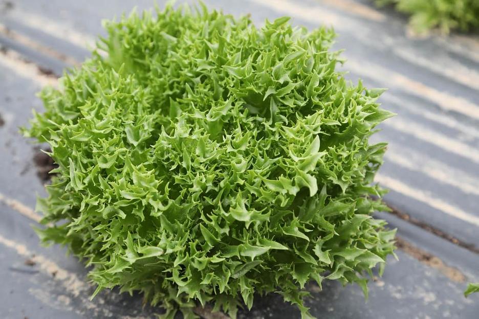 Профессиональные семена салата «Филигрань» опт фото 4