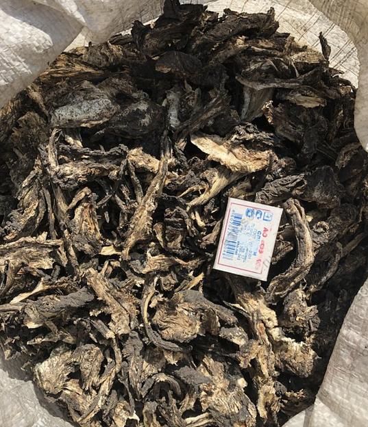 Сбор корня - Дягиль дудник фото 1