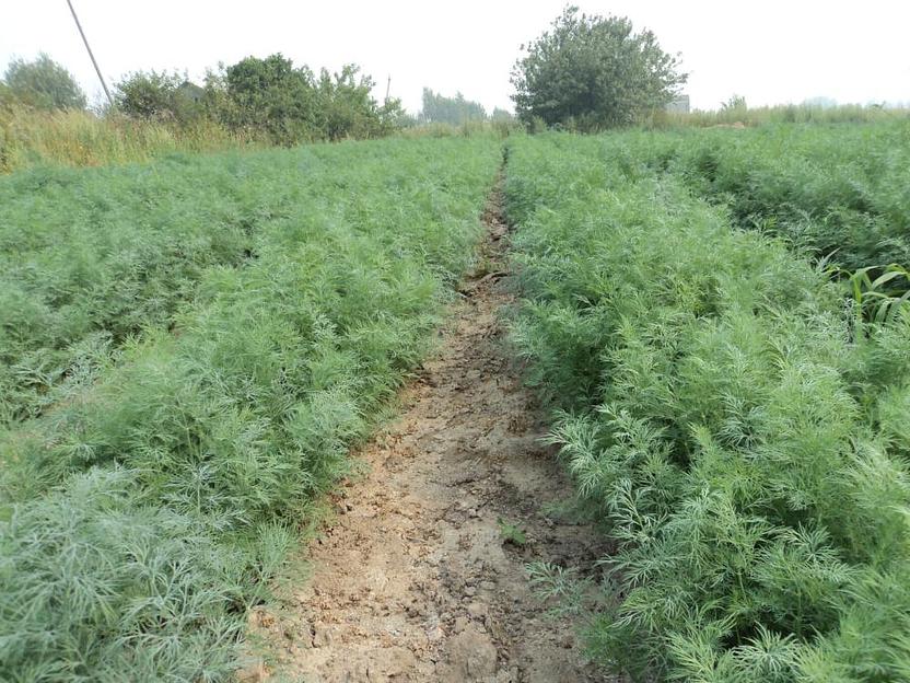 Семена укропа «Аллигатор» опт фото 4