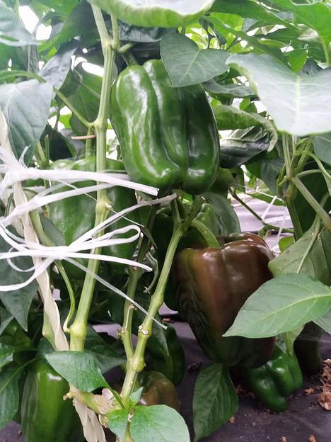 Семена посевные Перец сладкий «Клаудио F1» ОПТ фото 3