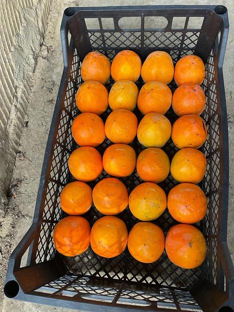 Ящик для томатов, хурмы, персиков (до 10кг) фото 4