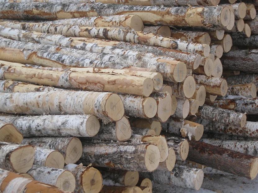 Пиловочник (круглый лес) берёза ОПТ фото 1