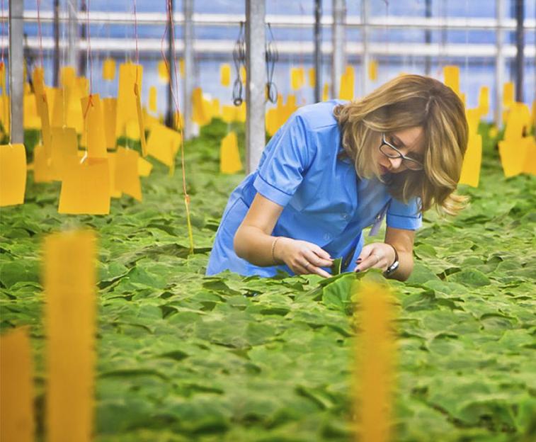 Крупная желтая цветоловушка фото 2