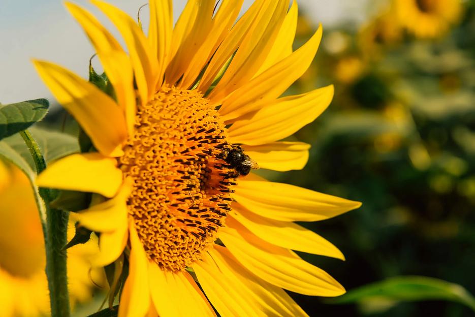 Семена подсолнечника гибрида LG 59580 SU-санэкспресс ОПТ фото 1