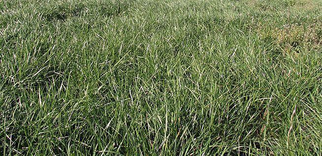 Семена силосно-сенажной травосмеси опт фото 1