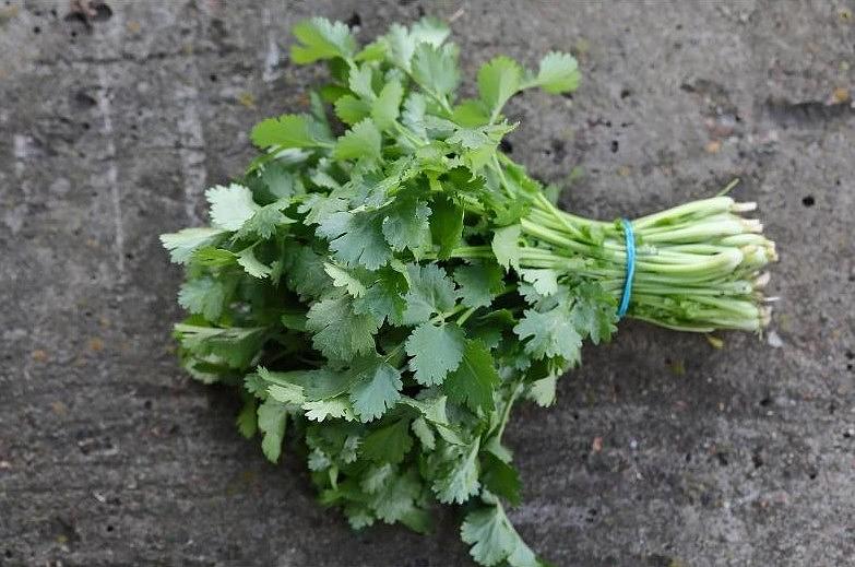 Семена кориандра «Арго» опт фото 1