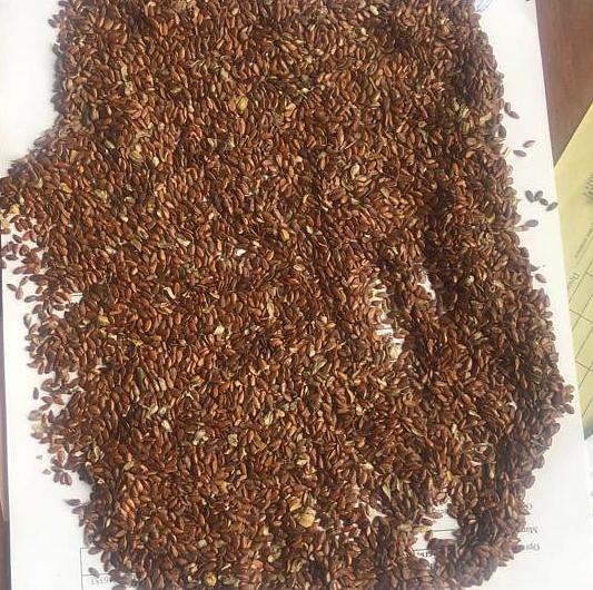 Семена льна ОПТ фото 1