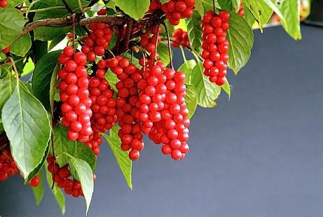 Саженцы декоративные - Лимонник Китайский Опт фото 1