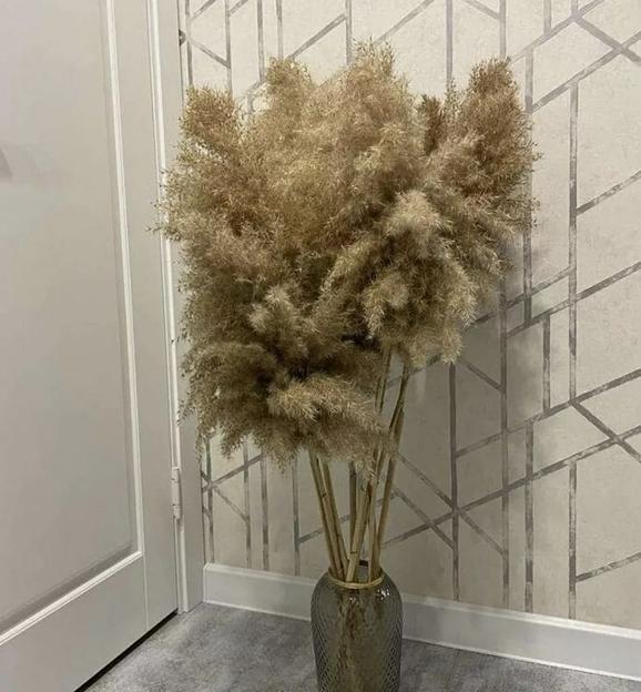 Сухоцвет пампасная трава (камыш декоративный), 50 см, пучок 15 веток опт фото 1