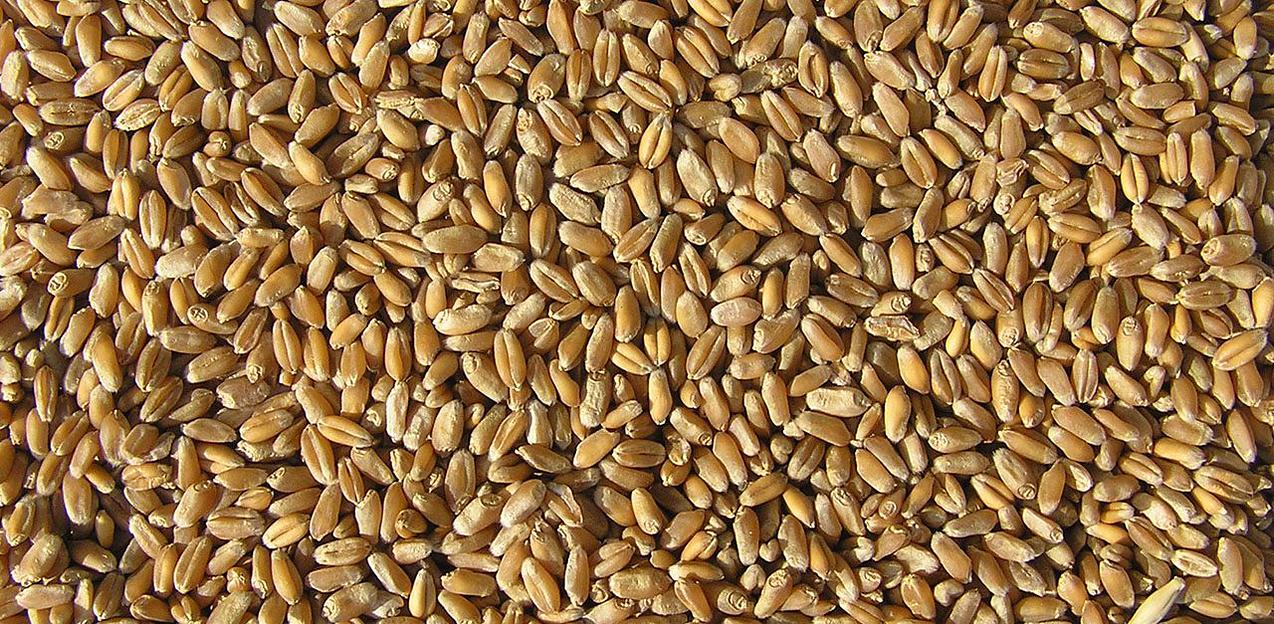 Фуражная пшеница фото 1