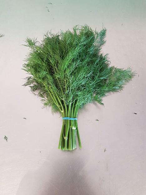 Укроп свежий Alice Garden весовой ОПТ фото 1