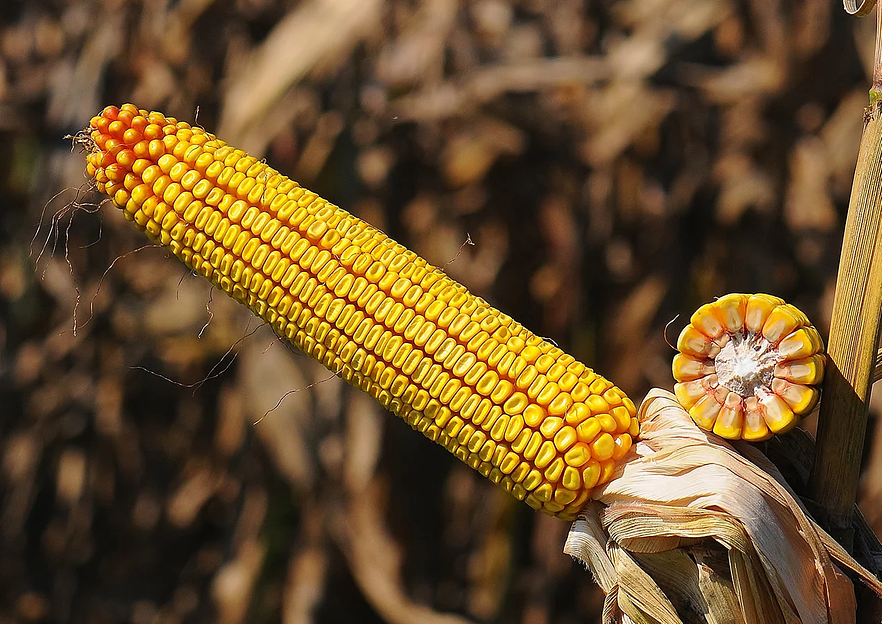 Семена кукурузы сорта Краснодарский 292 АМВ (ФАО 290) в мешках по 25 кг фото 1