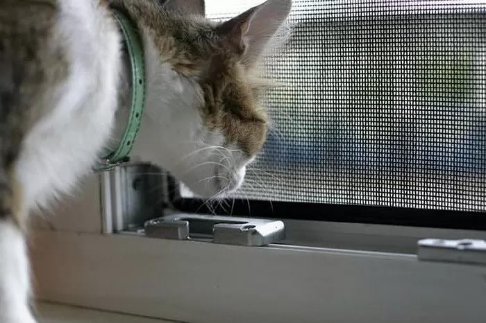 Сетка «Антикошка» по индивидульным параметрам Казань фото 1