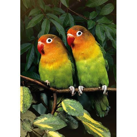 Пазл 500 элементов Попугаи-неразлучники, ФРЕЯ PZL-500/39 фото 1