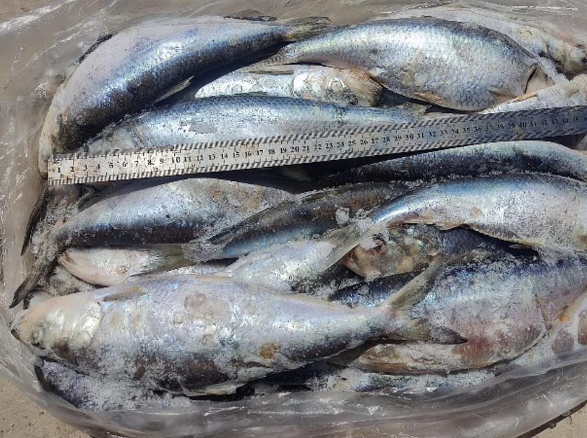 Пузанок каспийский (залом) икряной с/м 200-500 гр ОПТ фото 1