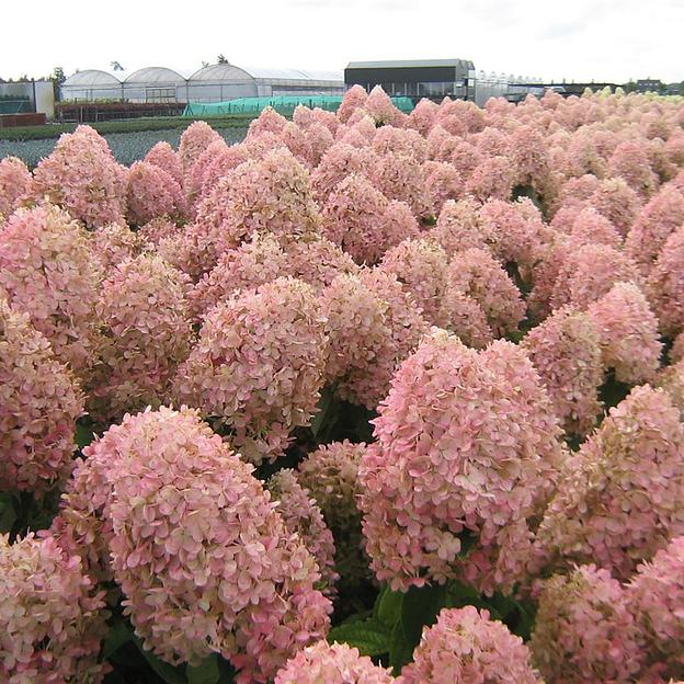 Гортензия метельчатая (Hydrangea pan.Magical Sweet Summer) опт фото 1