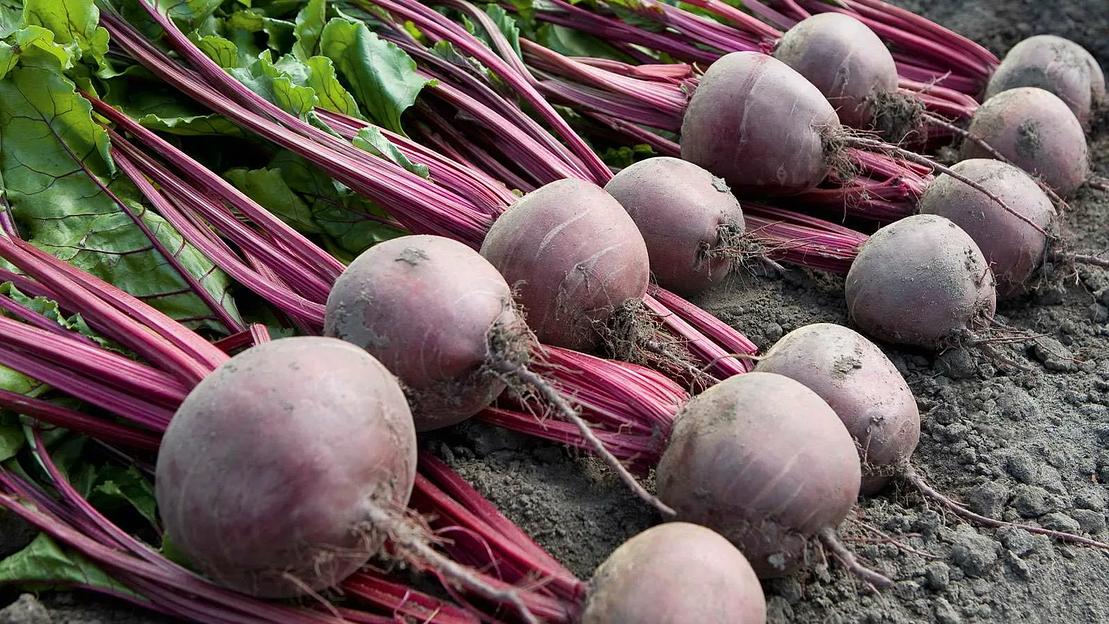 Свекла столовая свежая в мешках от 0,5 до 40 килограмм ОПТ  фото 3