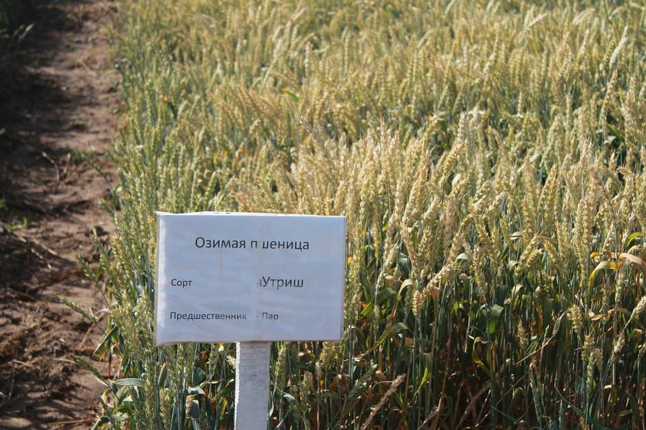 Пшеница мягкая озимая «Утриш» опт фото 1