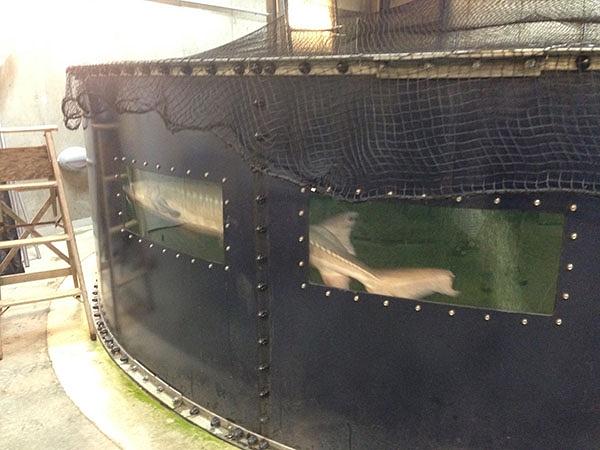 Бассейны для разведения рыбы фото 1