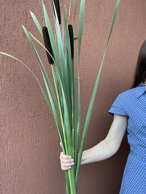 Сухоцвет Рогоз узколистный 75-120 см фото 3