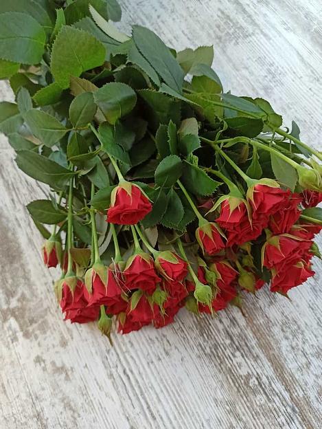 Розы сорта Мирабель ОПТ фото 2