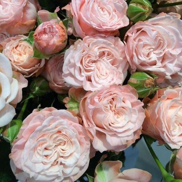 Розы сорта Бомбастик ОПТ фото 3