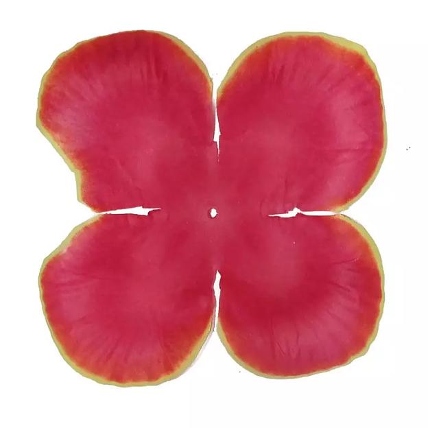 Заг-ка для розы YZ-5 оранжевой с жёлт.кантом 4-кон. больш. круглый 11,3-13,4см 1235шт/кг фото 1