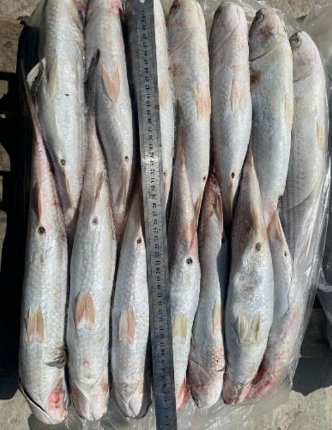 Кефаль каспийская 550 г ОПТ фото 1