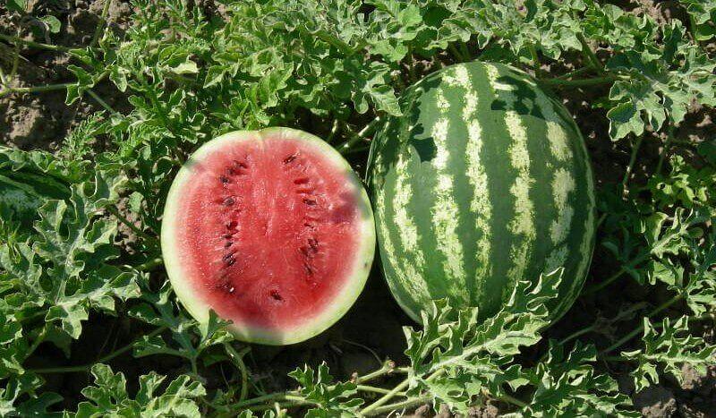 Семена арбуза «Страйк» опт фото 1