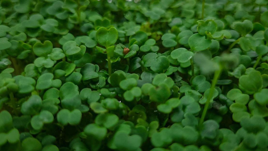 Микрозелень руккола ОПТ фото 5