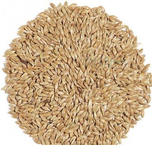 Зерно канареечника фото 1