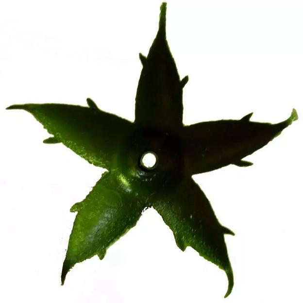 Крепеж для роз усики 5,5см 141с 1825шт/кг фото 1