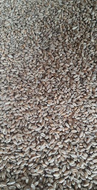 Пшеница 3 класс фото 1