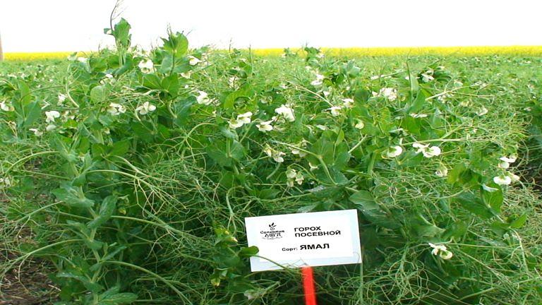 Горох посевной сорт «Ямал» ОПТ фото 1