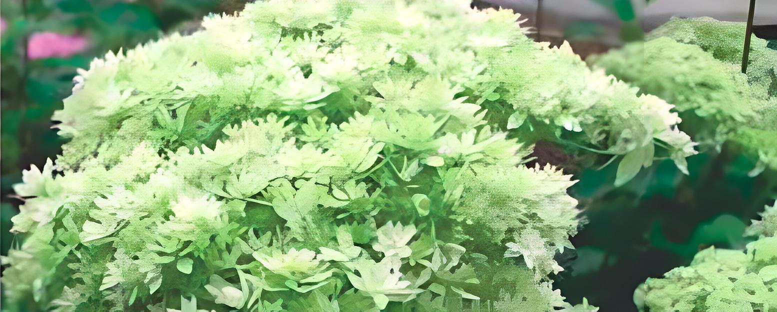 Гортензии древовидные «Double Annabelle» опт фото 1