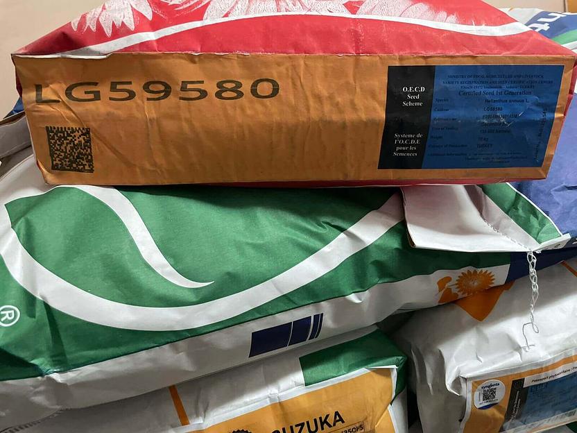 Гибрид семян подсолнечника LG 59580 фото 5