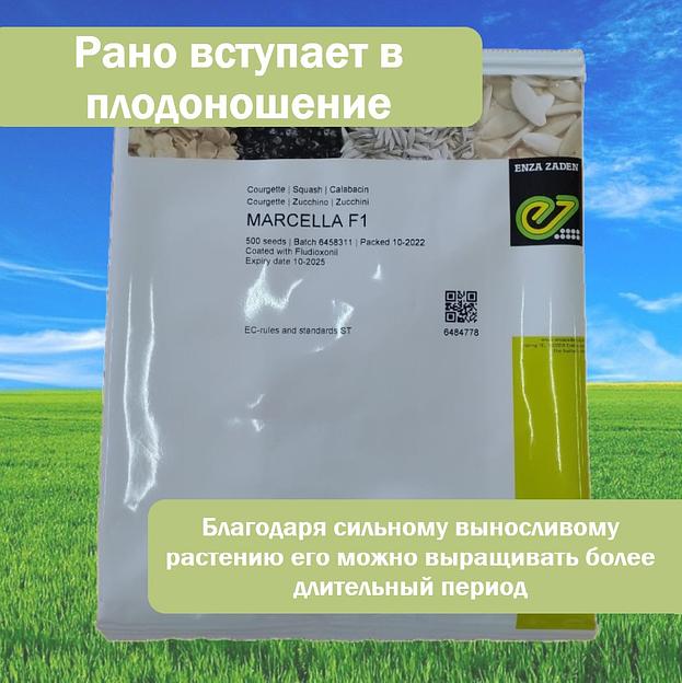 Семена кабачка «Марселла», опт фото 5