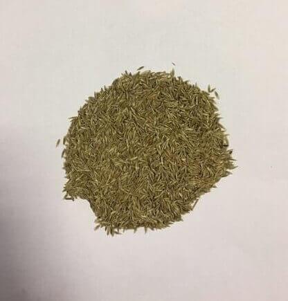 Семена Овсяницы луговой «Свердловская 37 РС-1» опт фото 1