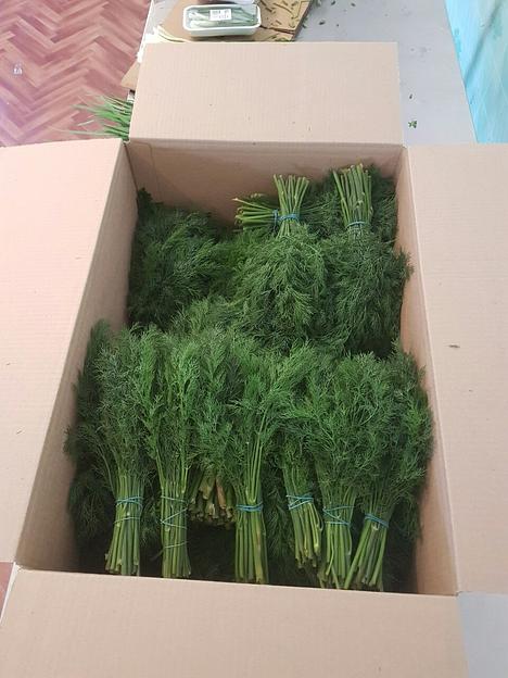 Укроп свежий Alice Garden весовой ОПТ фото 2