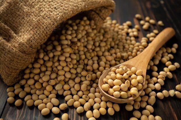 Соевые бобы кормовые фото 1