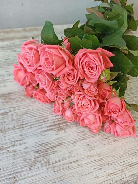 Розы сорта Барбадос ОПТ фото 1